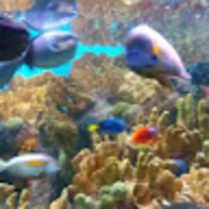 Meet your Posher, Cafe